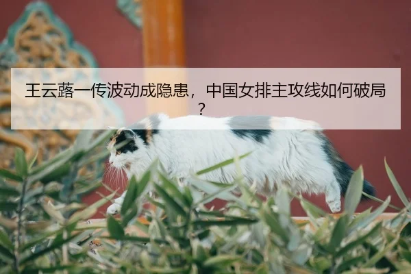 王云蕗一传波动成隐患，中国女排主攻线如何破局？